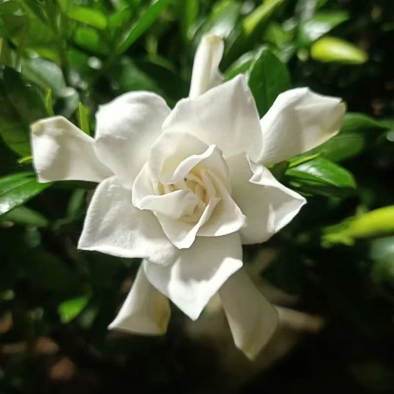 【修剪发货】小叶栀子花独杆盆栽带花苞浓香型花卉室内四季好养绿植