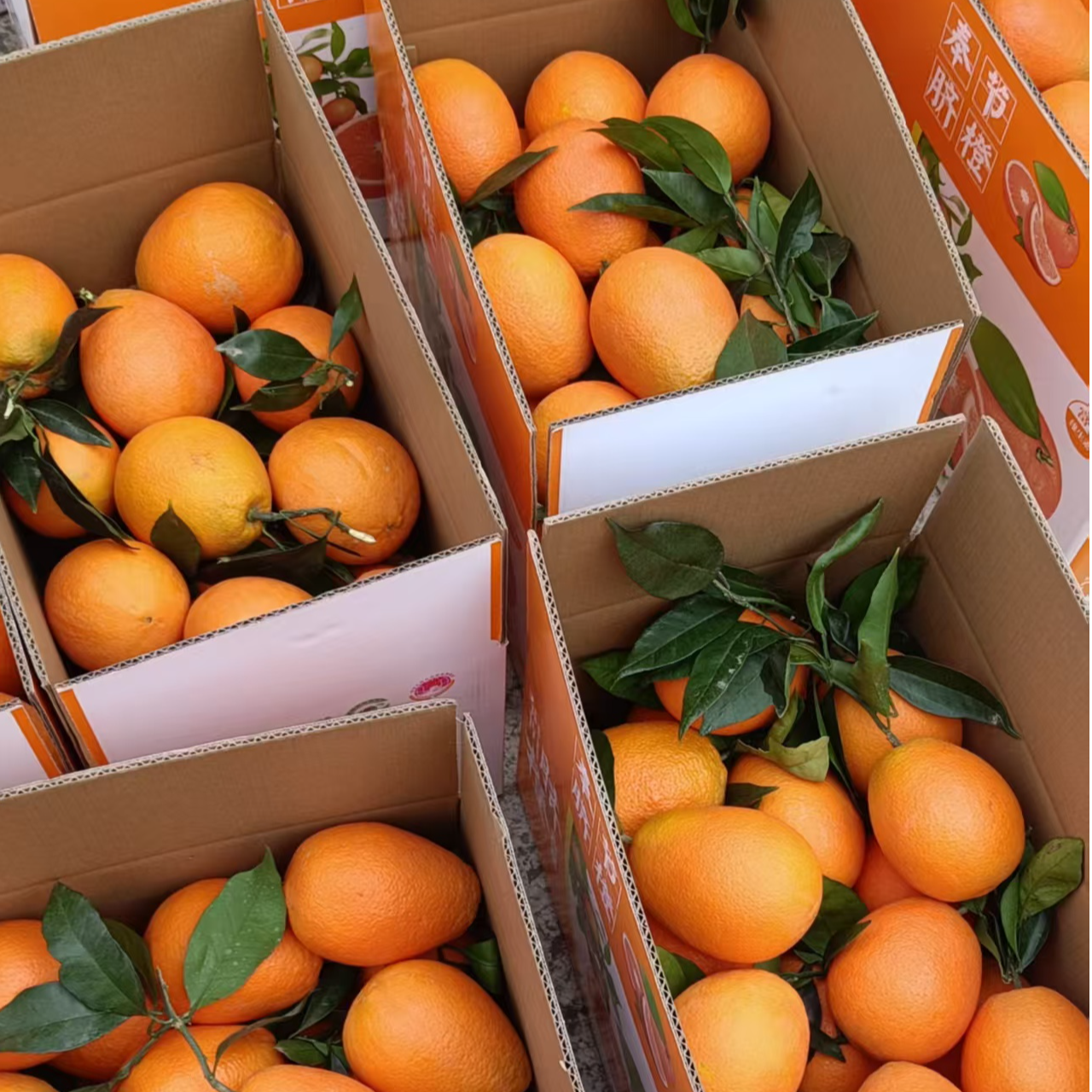 正宗奉节脐橙新鲜现摘多汁香甜应季水果