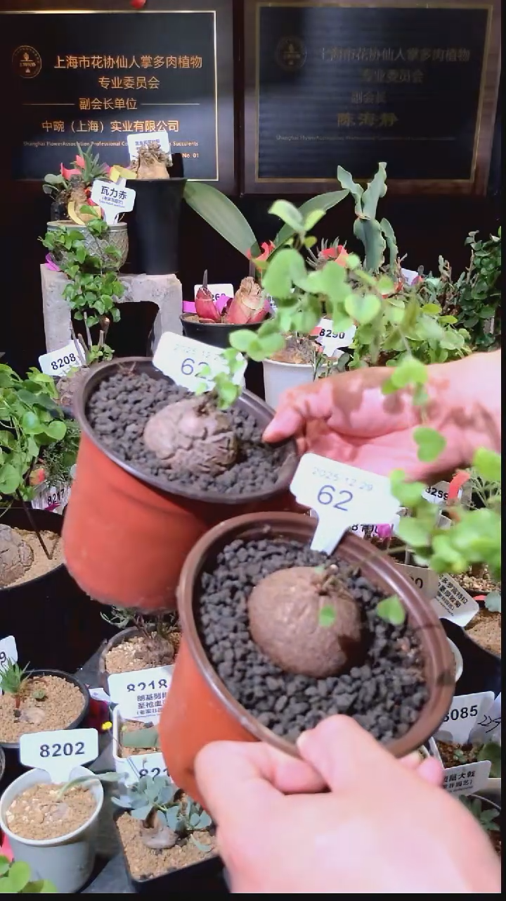 62号1229福利南非龟甲龙买一送一