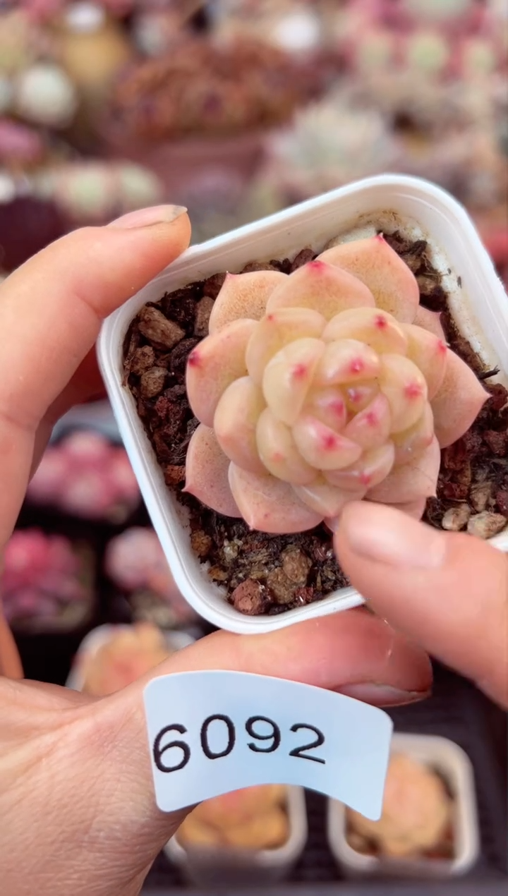 【闪购商品】6092单头多肉