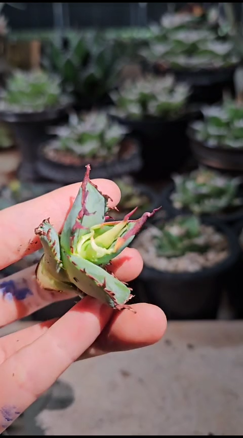 【蓝肌籽播实生】顶芽 (直播竞拍 基因保证非组培)