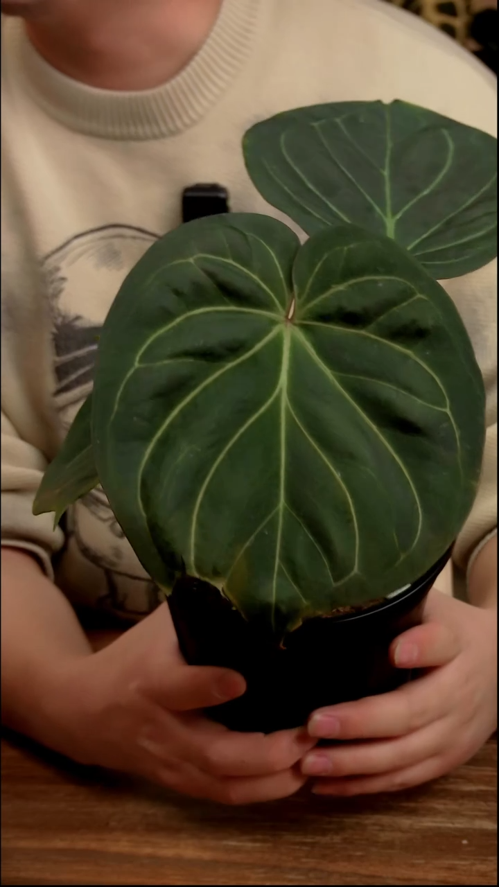 不开花植物KOS（粗银 战损版 福利价）