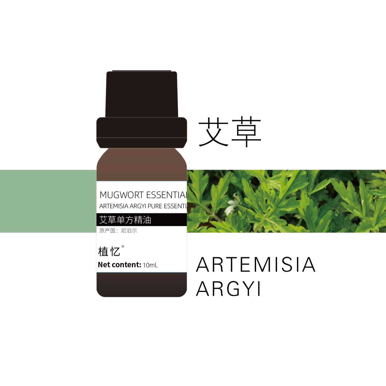 艾草精油 尼泊尔 植物单方精油