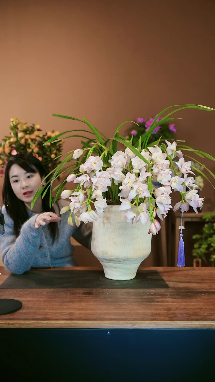 【闪购商品】盆景甜蜜蜜 拱兰