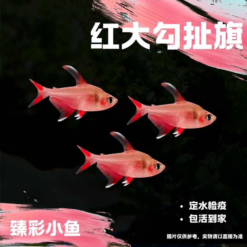 【臻彩小鱼】红大勾扯旗鱼小型观赏鱼热带鱼灯科鱼群游皮实好养耐活