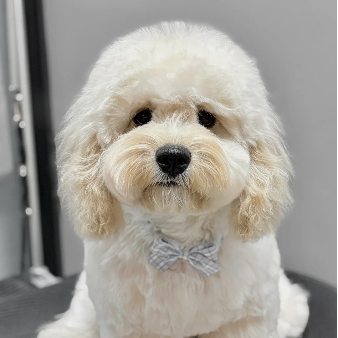 可卡布活体狗狗链接