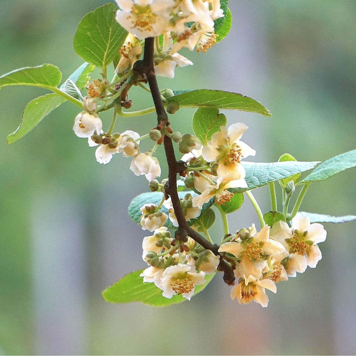 嫁接爬藤红心绿心猕猴桃原盆原土盆栽地栽庭院窗台南北方种植