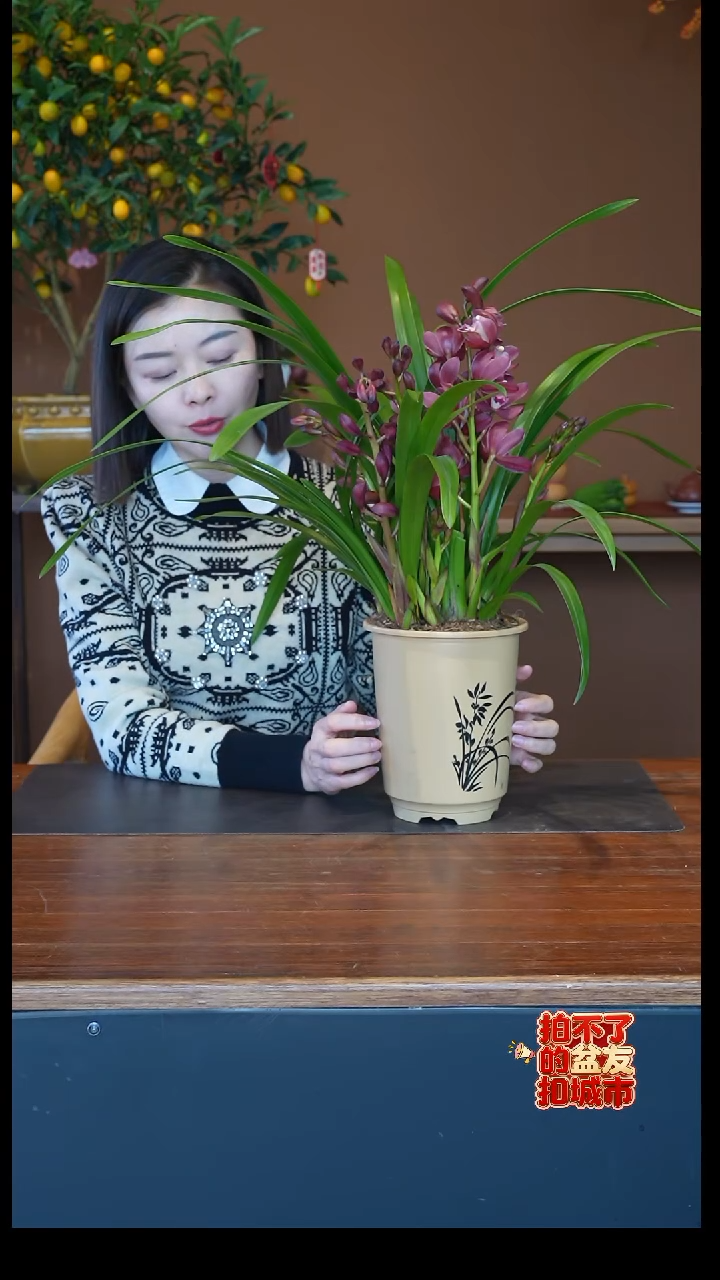 全部花朵红宝石盆景盆景