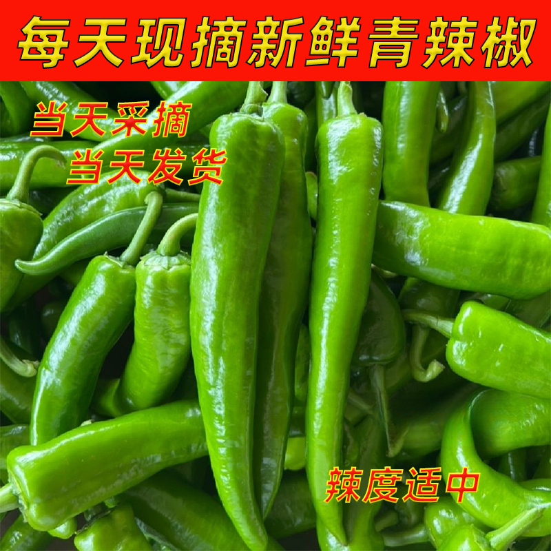 【现摘现发】新鲜辣椒新鲜青辣椒尖椒微辣中辣现摘青椒3斤5斤