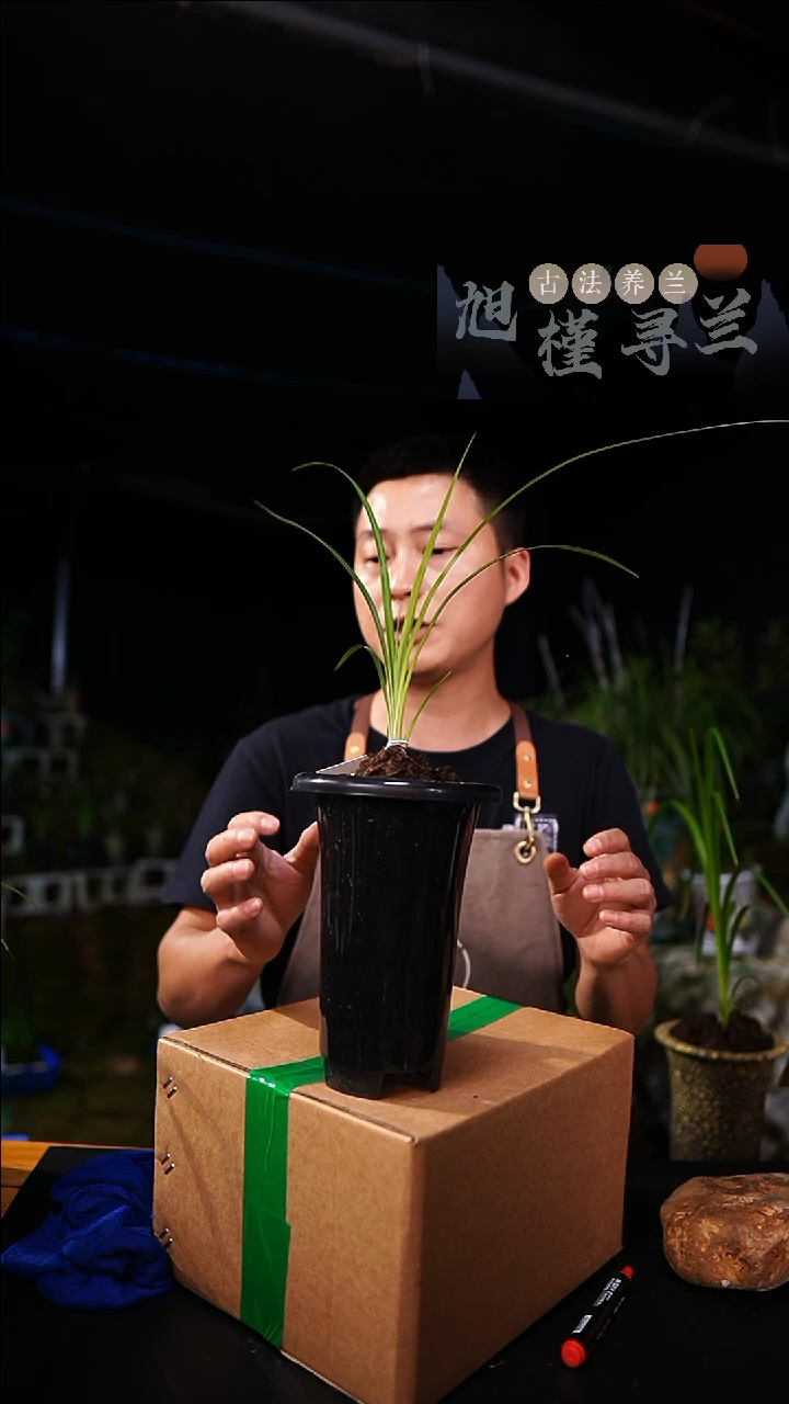 当前无花栽培后可以开花启*秋芝青蓝线中透跑艺（一物一拍）