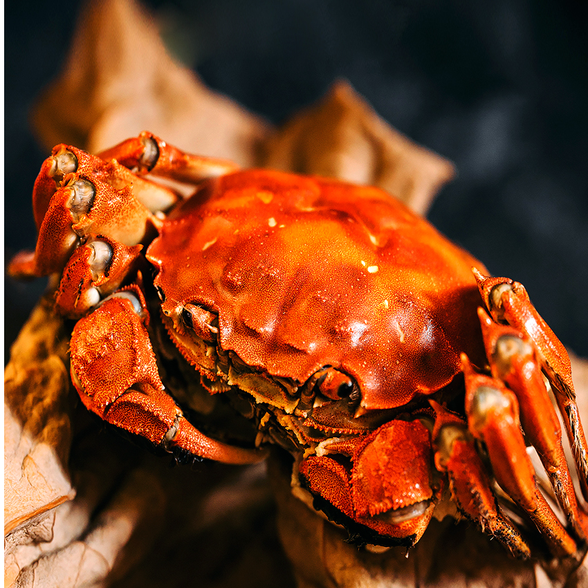 【活蟹】盘锦河蟹 母蟹（1.4-1.6两）2斤装  鲜活发货顺丰包邮