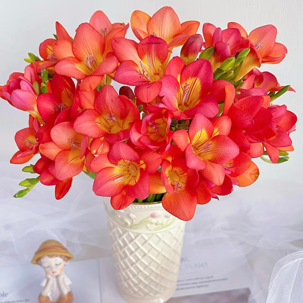 【一品花集】【朱砂痣】红色香雪兰 新全场任意一单包邮