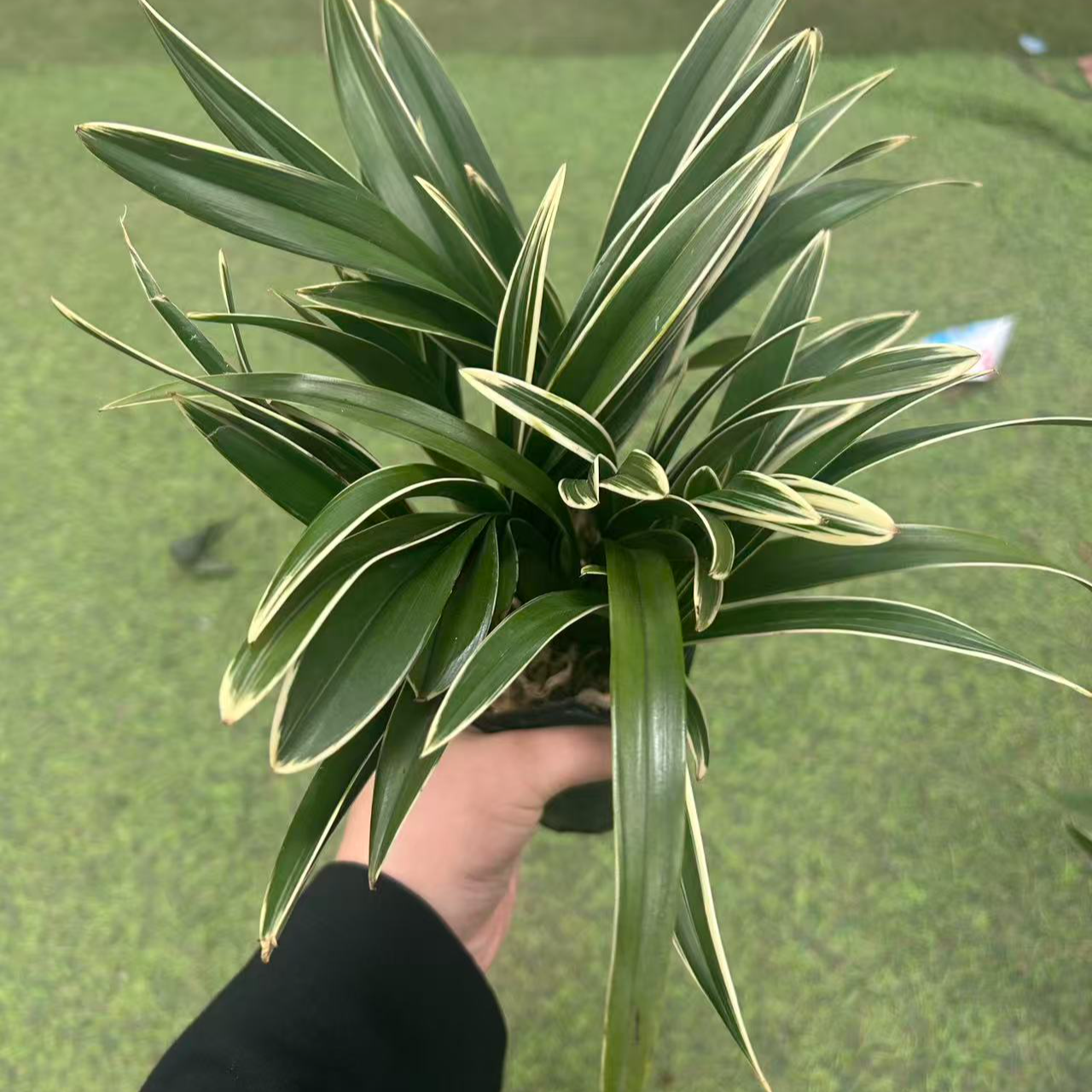 矮化款金边中国龙兰花