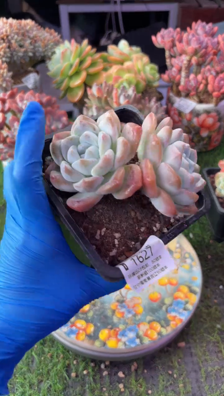 昆明印象多肉1627