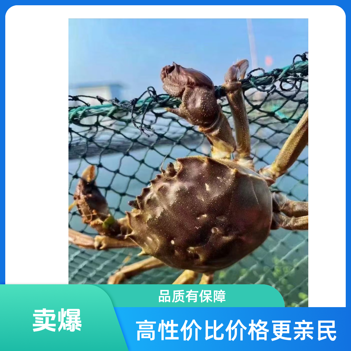 【活蟹】嫌小勿拍河蟹老头海小螃海公蟹约0.8-0.9两，25-35只（2斤装）