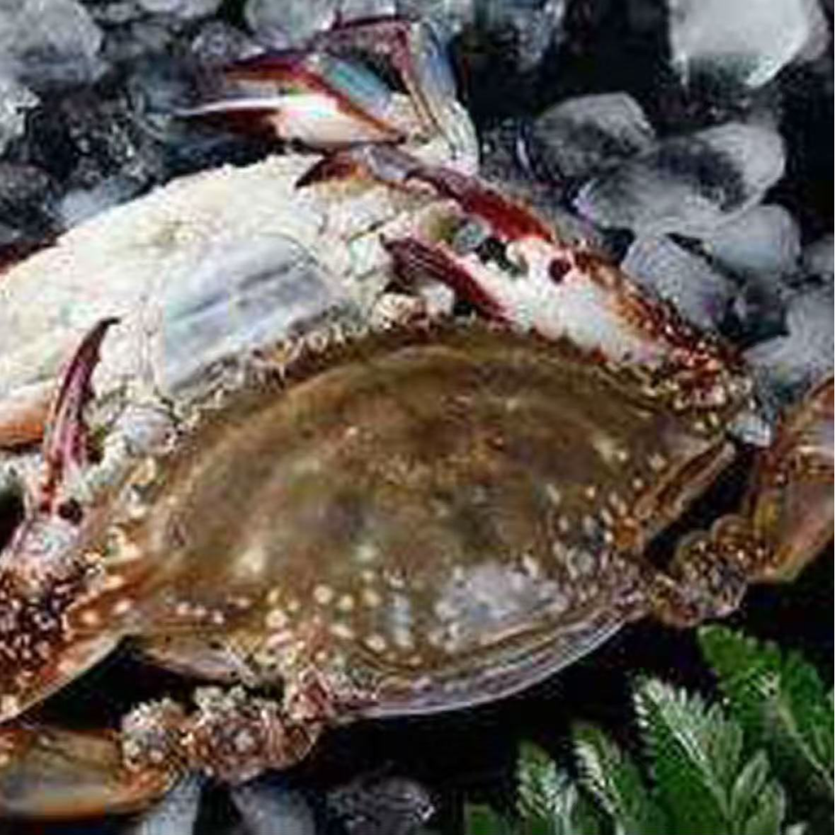 【顺丰包邮】大个海蟹12只 母 3-4两液氮活冻锁鲜 