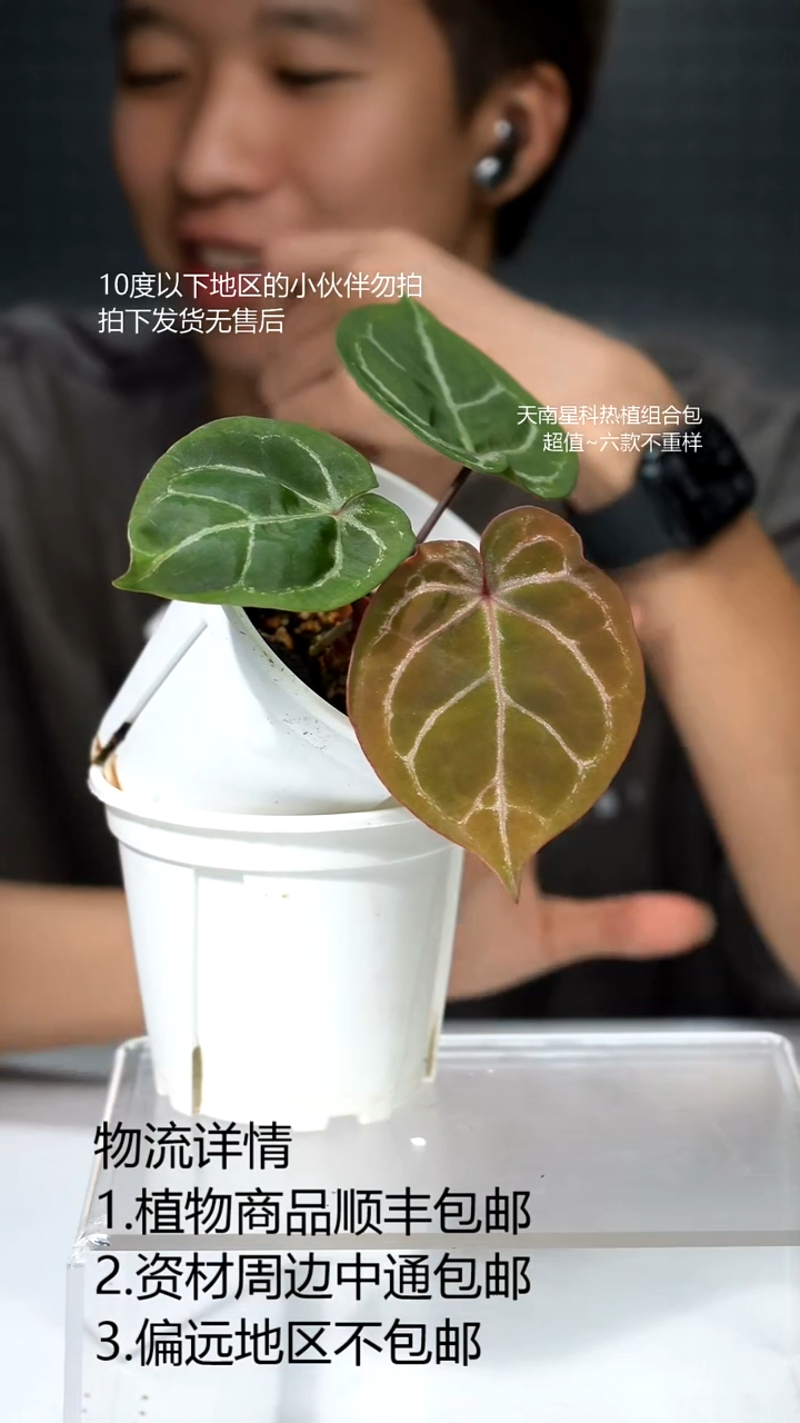 完全开放澳霍*红华红铜