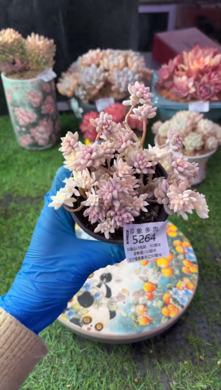 昆明印象多肉5264