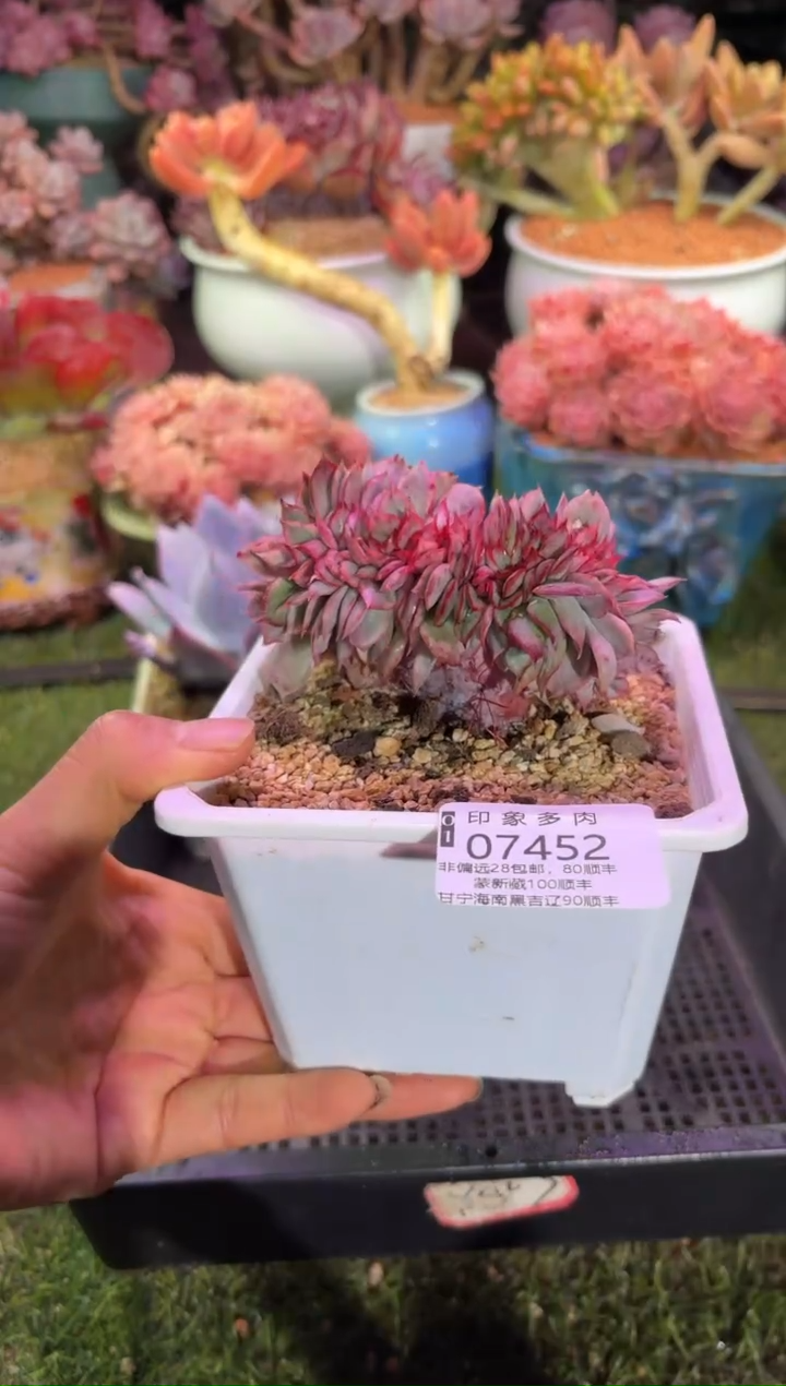 【闪购商品】07452