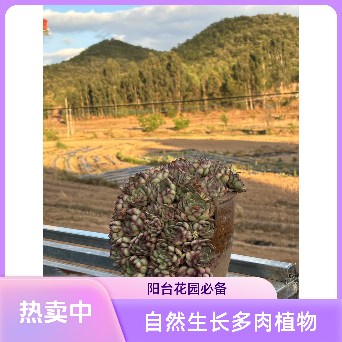 多肉一物一拍专用链接，（不售后）