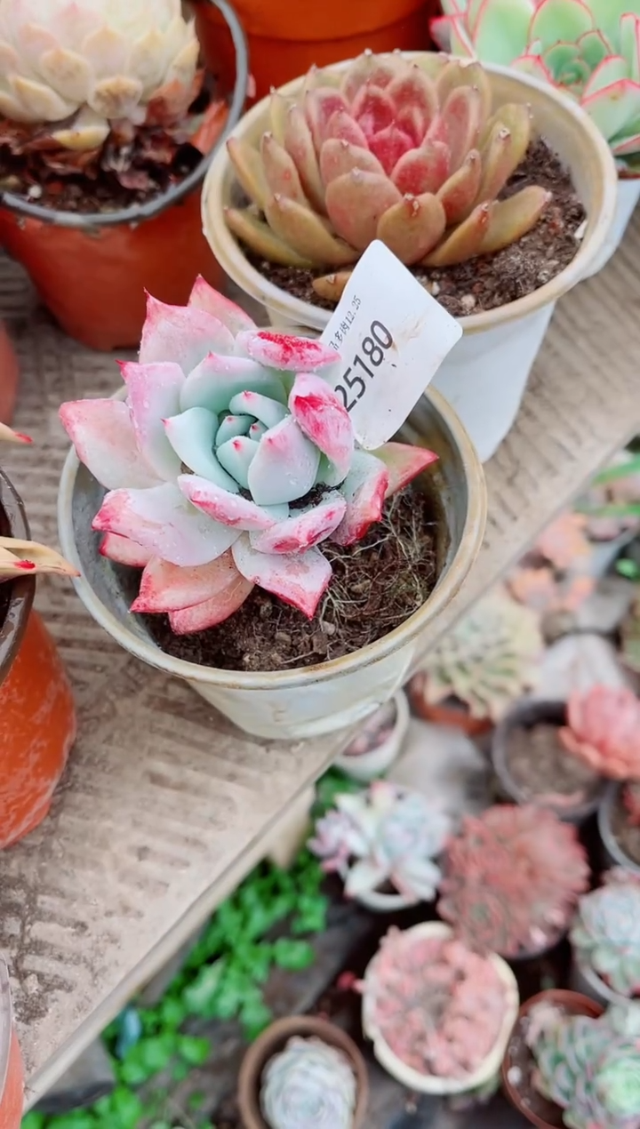 毒*?跃跃精品多肉25180