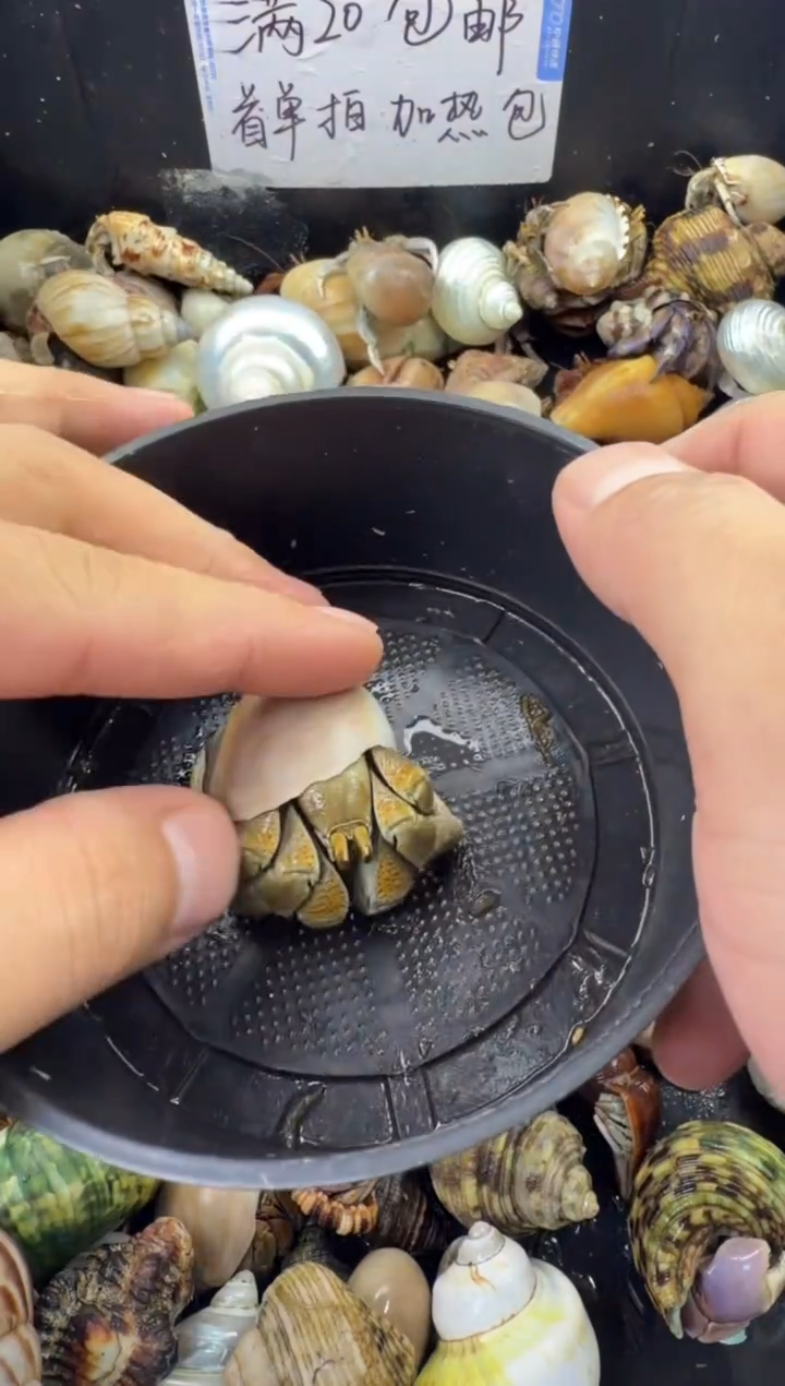 2.8口奥瓜一只，不包全品