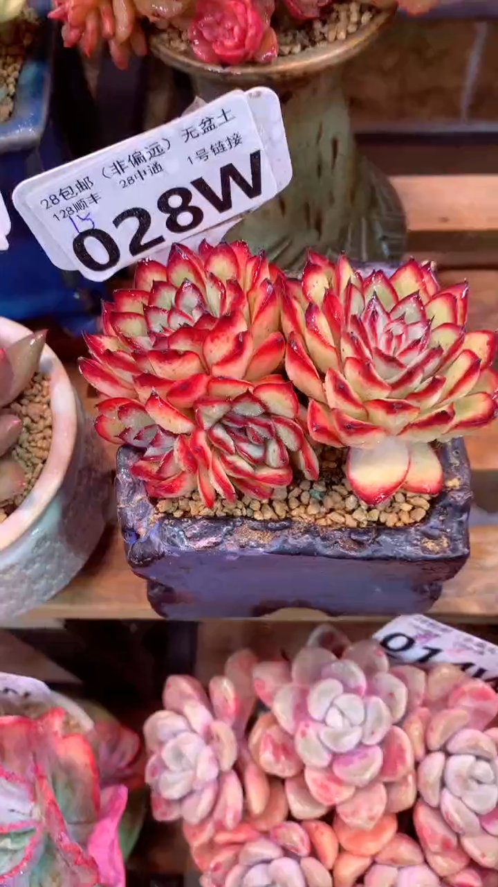 028W（一物一拍，精品多肉，w所见即所得 ）