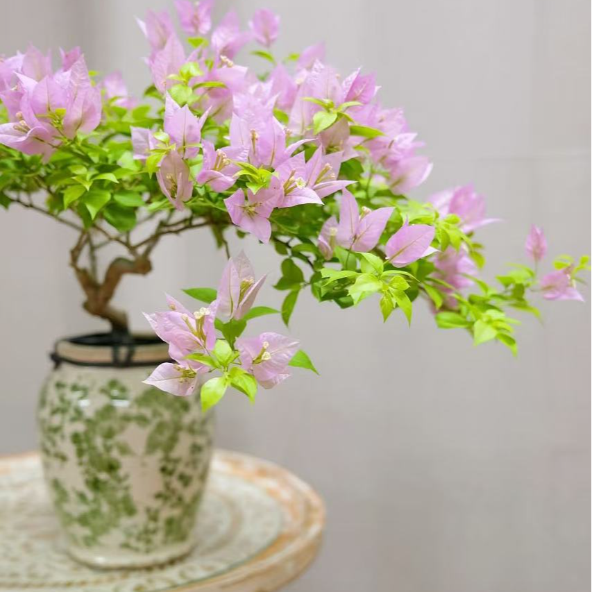 「粉红豹」三角梅网红品种庭院爬藤阳台盆栽办公室绿植