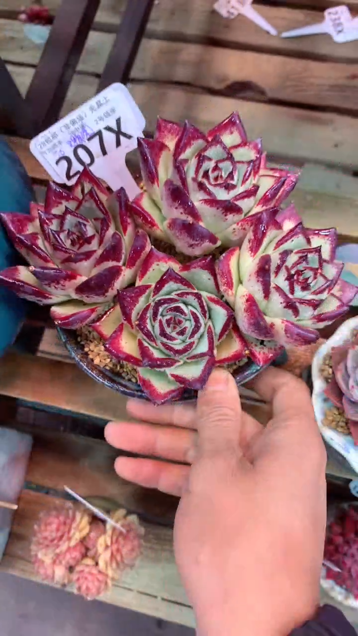 207X只走物流（一物一拍，精品多肉，w所见即所得 ）