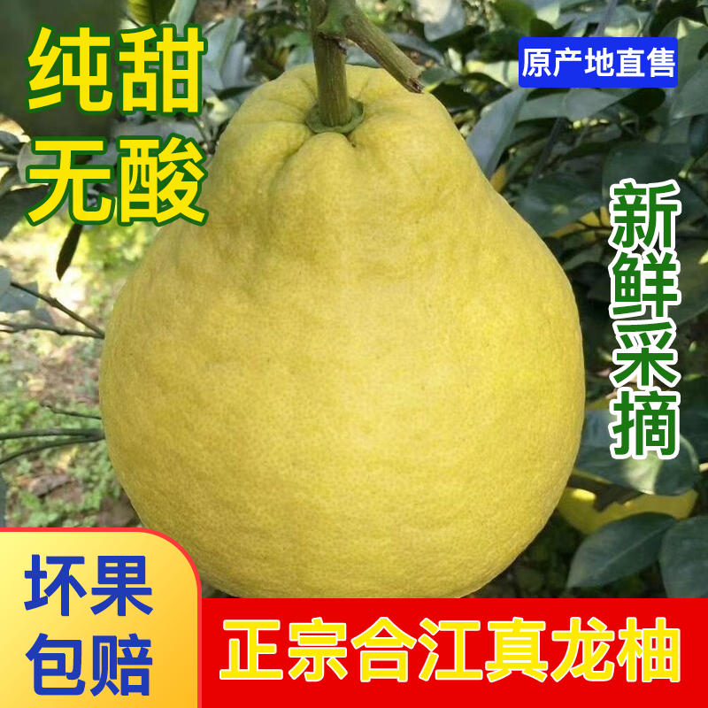 中果合江真龙柚 四川泸州新鲜采摘水果 清甜无酸沙田柚子