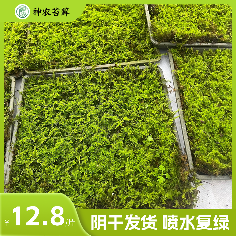 人工驯化大羽藓青苔盆栽铺面微景观雨林缸青苔铺面鲜活苔藓