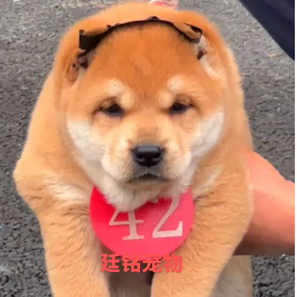 中华田园犬活体宠物适合家庭饲养