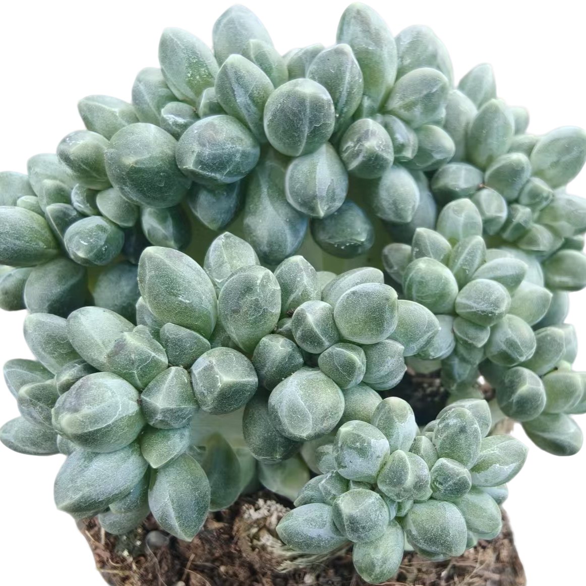 千代田缀化多肉【满19包邮】