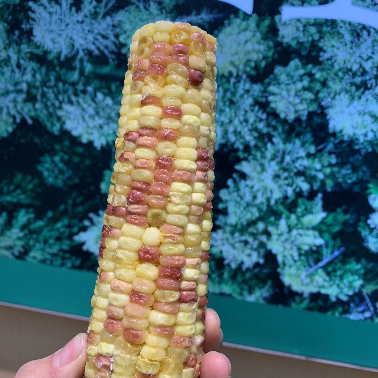 前进张玉前进张玉东北甜糯速冻彩甜糯12根（顺丰包邮）