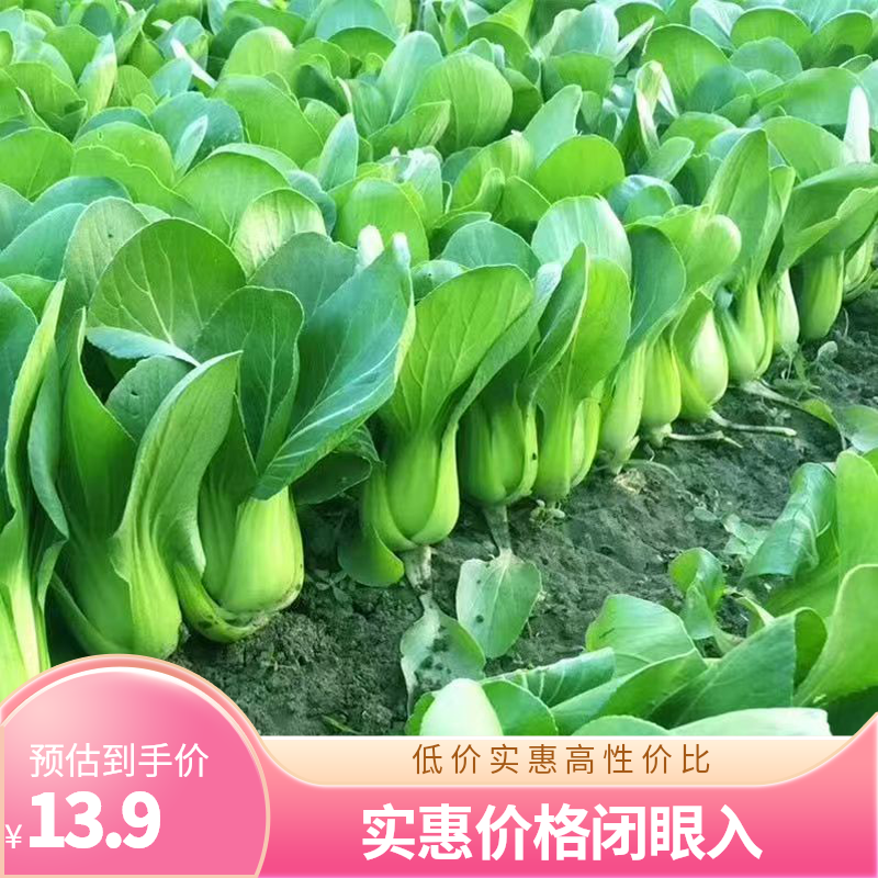 飘儿菜油绿光亮型青梗上海青菜