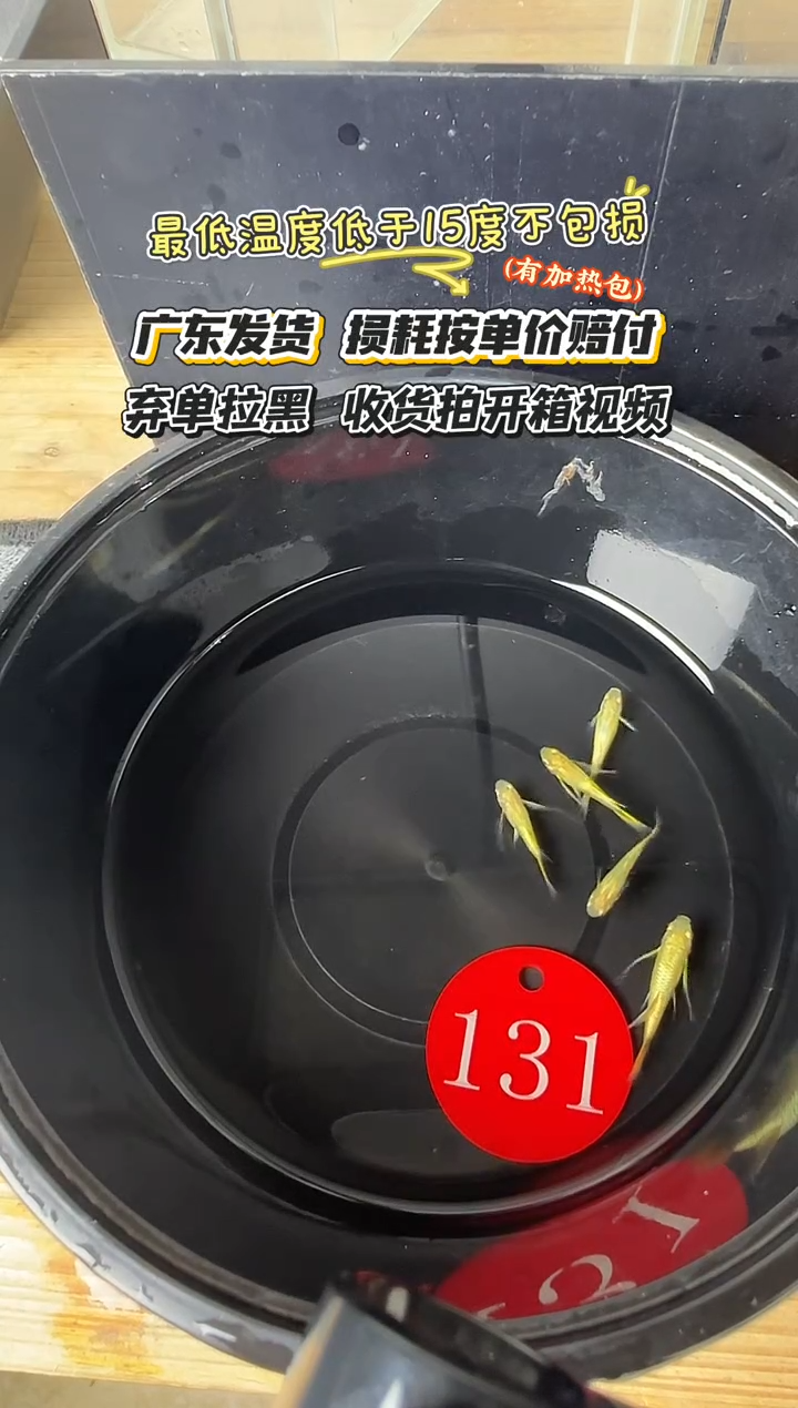 孔雀鱼131 黄金小压成5条