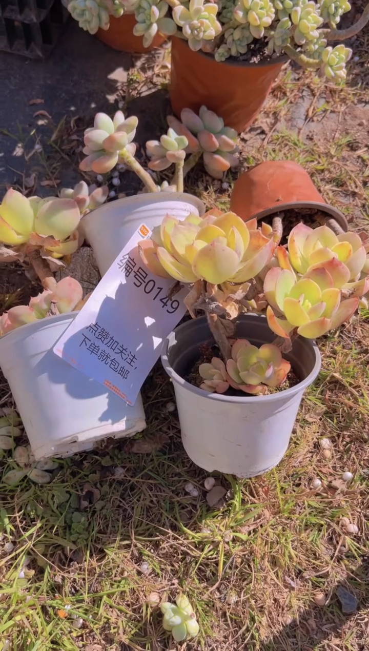 【闪购商品】一物一拍0149不售后