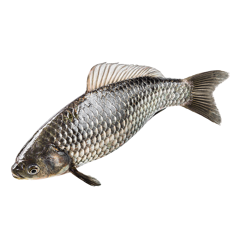 【鲜水产】鲫鱼 约350-450g