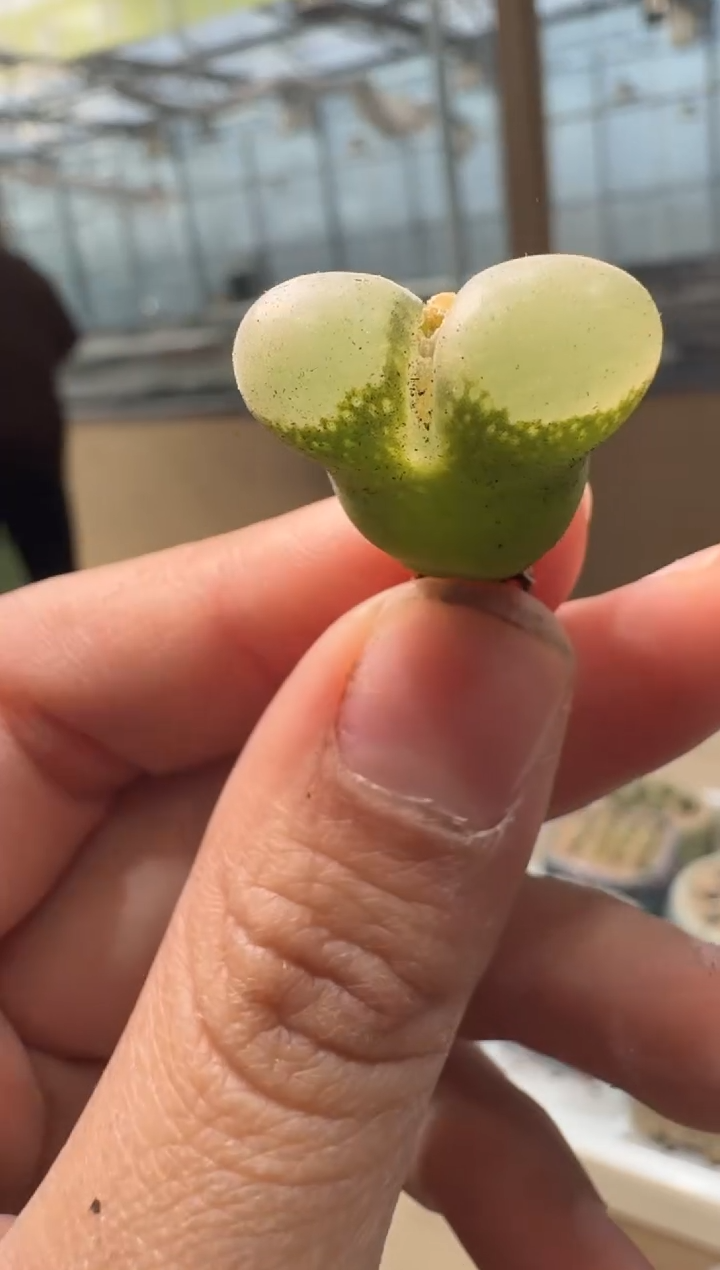 24-40多肉植物肉锥