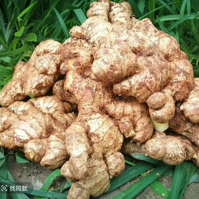 正宗小黄姜新鲜现挖老姜月子姜应季蔬菜新鲜直发