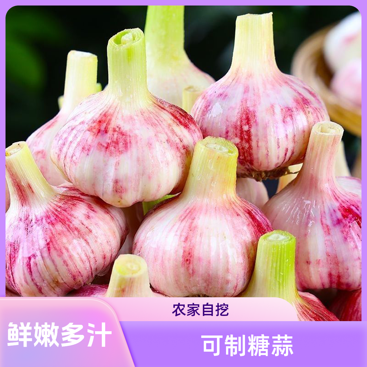 【农家自挖】25年河南紫皮鲜蒜现挖大蒜腌制糖蒜凉拌厨房调味