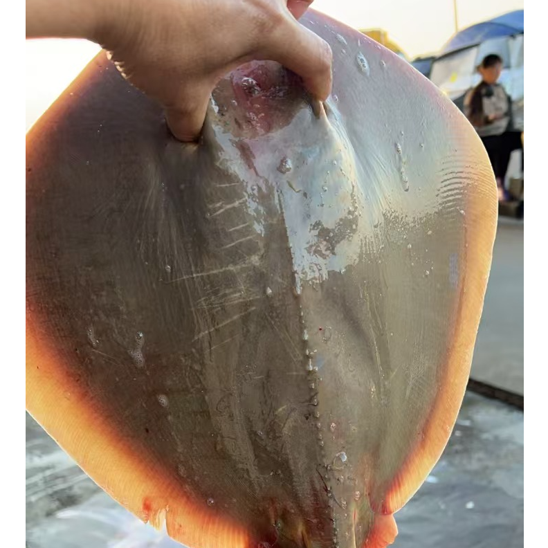 湛江海产魔鬼鱼甫鱼