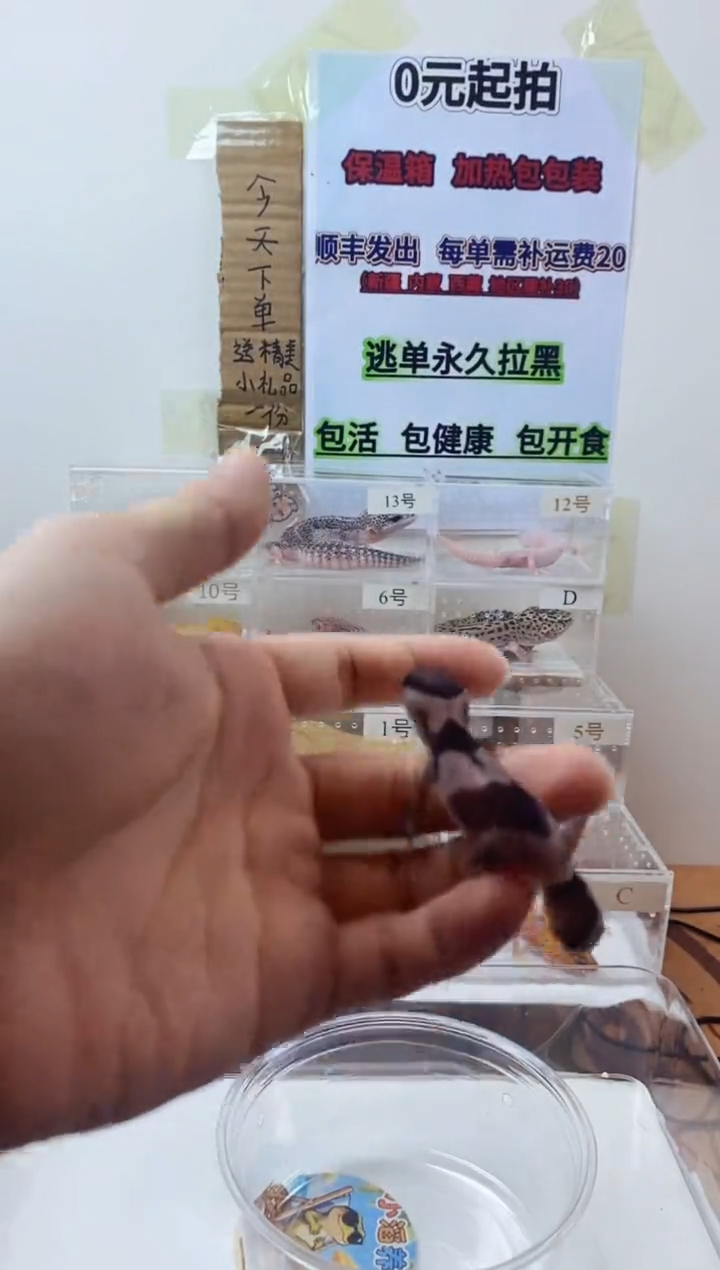 豹纹守宫豹纹守宫幼苗亚成体成体