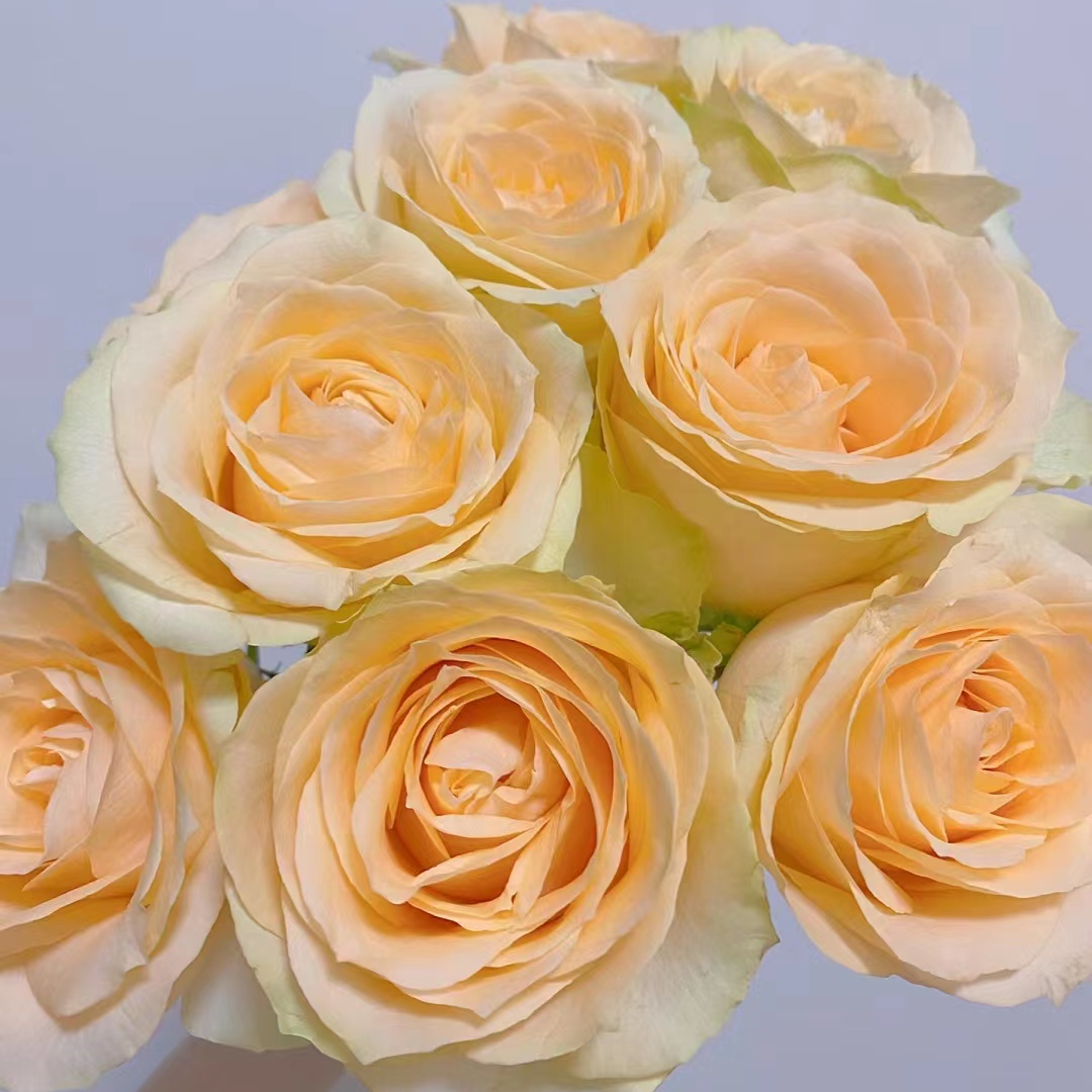 【香槟10支+芭比+洋桔梗+向日葵小套餐】鲜花【0度以下请拍保温棉】