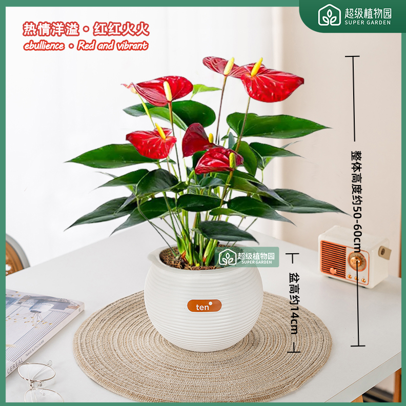 【带花发货】红掌室内客厅土培盆栽好养易活办公室花卉绿植50-60cm