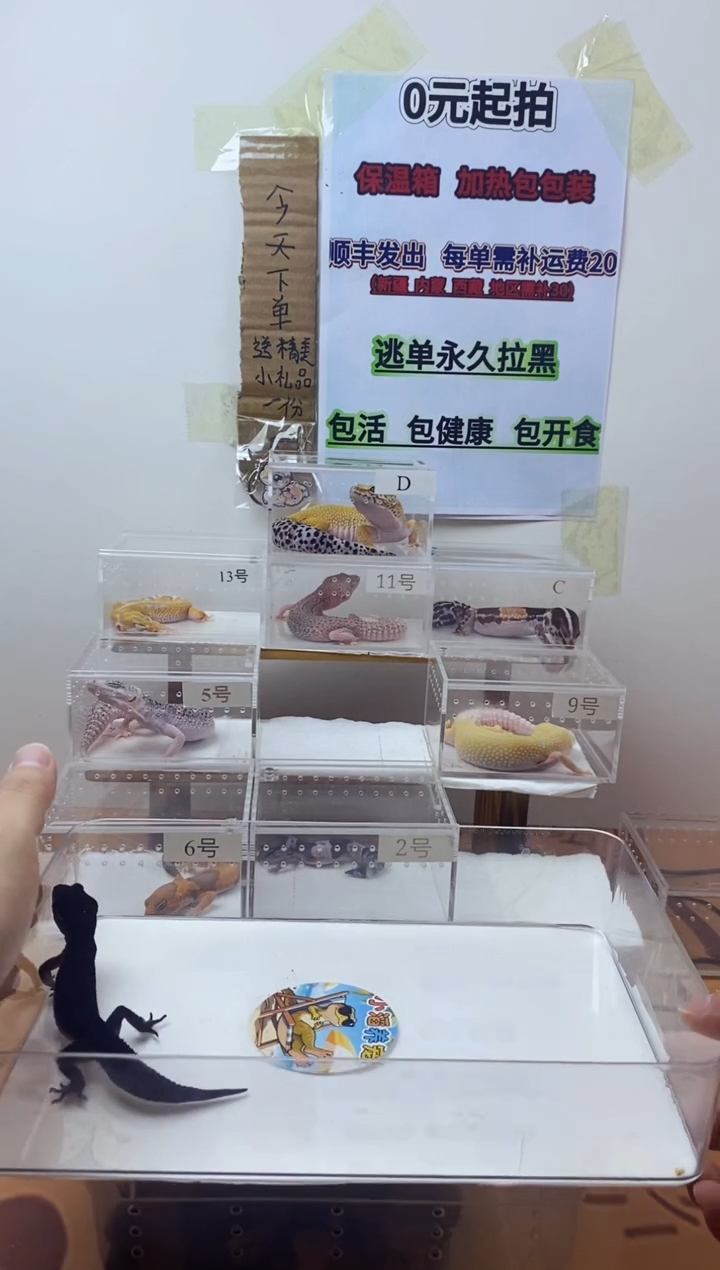 豹纹守宫豹纹守宫幼苗亚成体成体