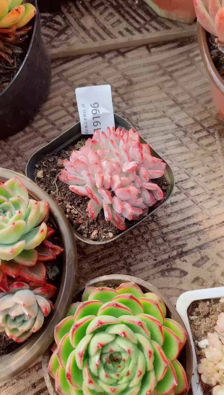 杨****熙跃跃精品多肉19194