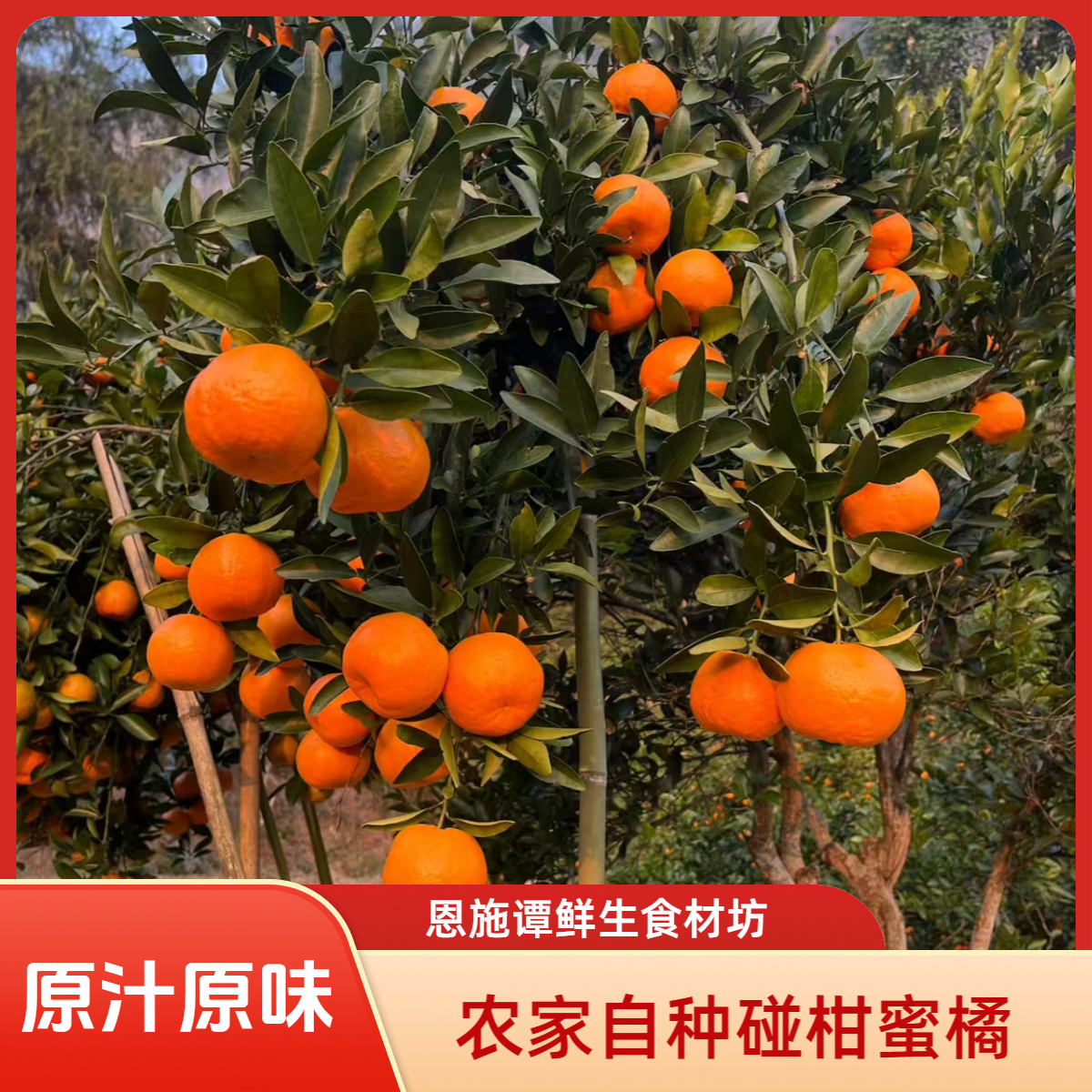 湖北恩施农家自种碰柑蜜橘老品种原汁原味无打蜡无抛光现摘现发