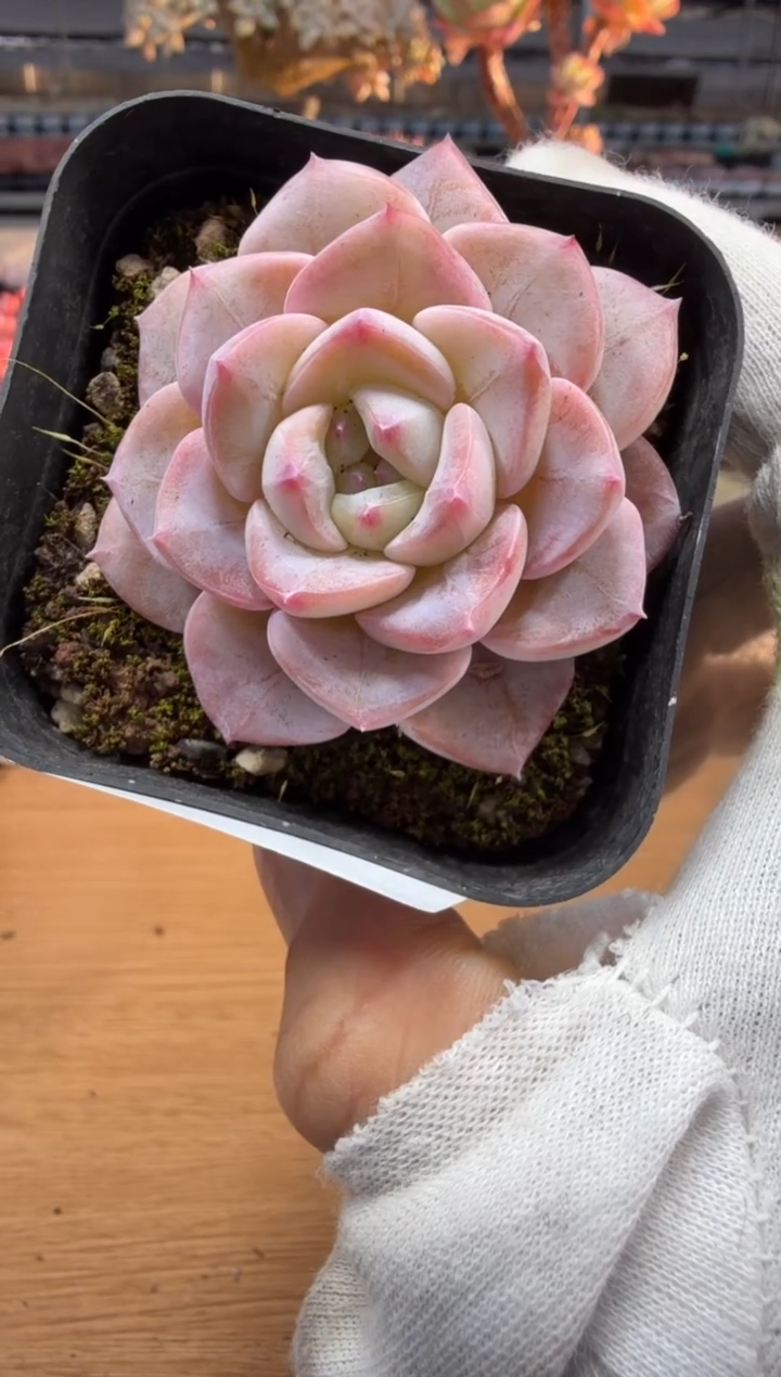 东云多肉园二店-371