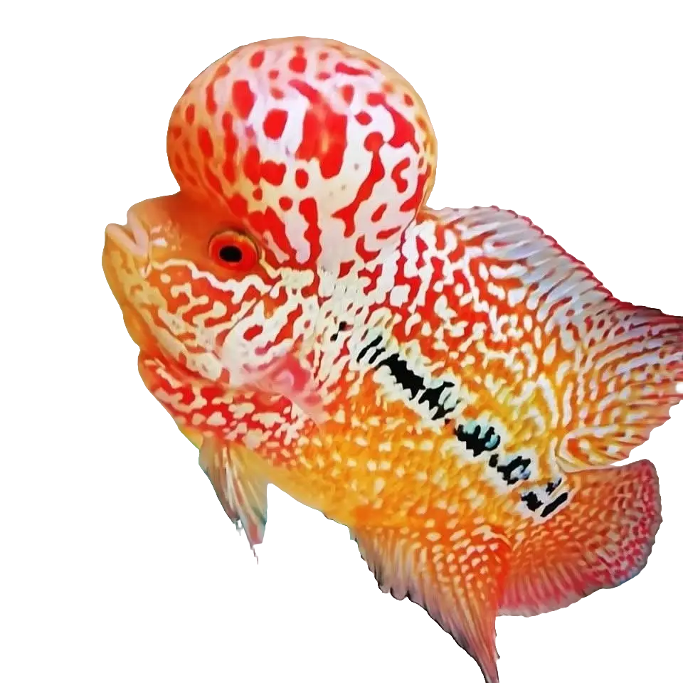 精品罗汉鱼热带观赏鱼好养耐活爆头率高